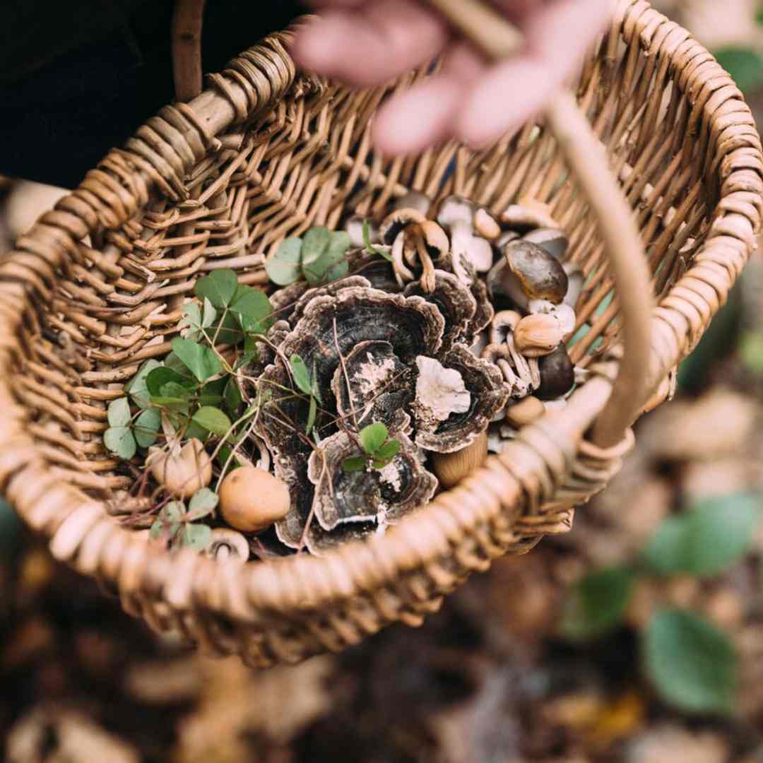 Holding a basket of wild mushrooms in a woodland
